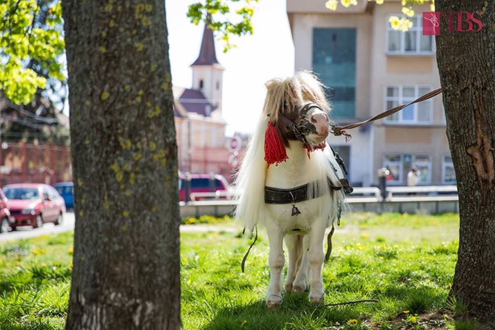Poneiul rau pazit :-)